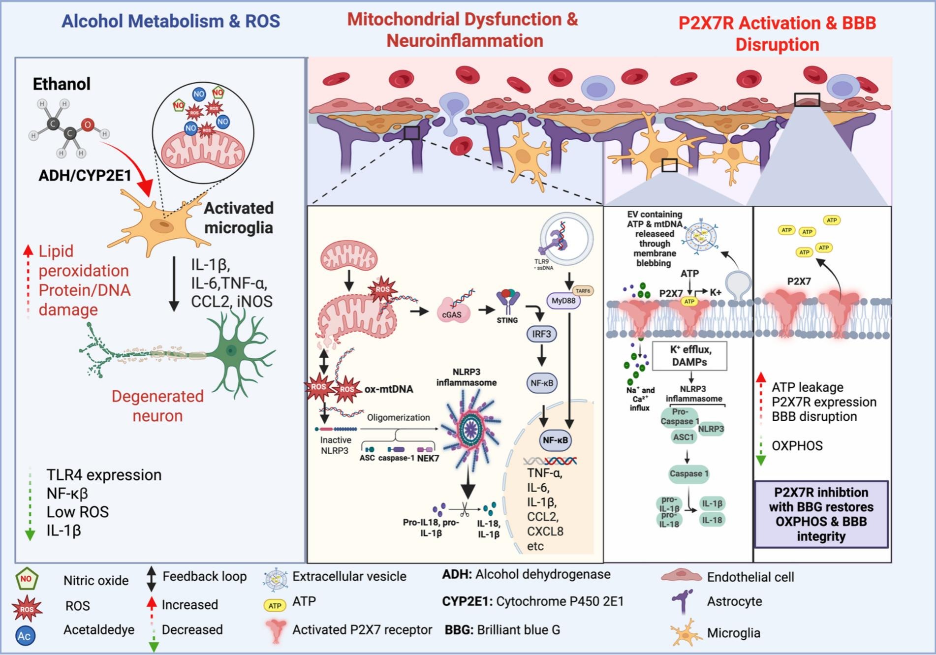 Figure 1, Brain, Behavior, and Immunity 2025