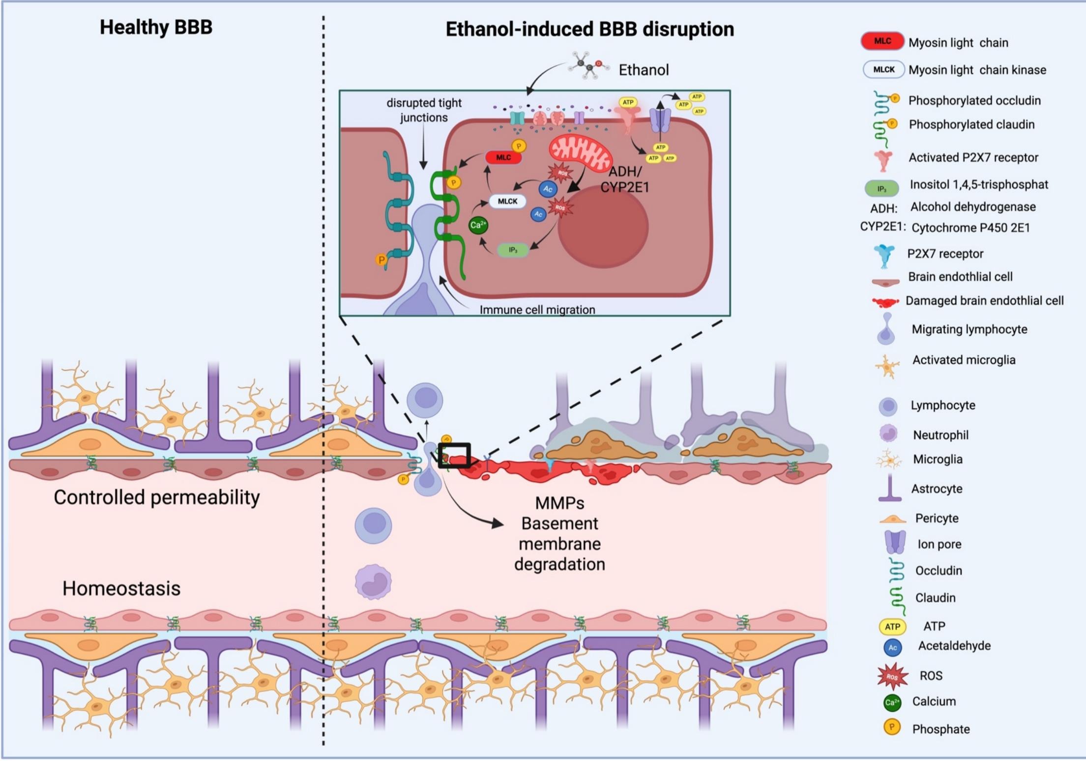 Figure 2, Brain, Behavior, and Immunity 2025