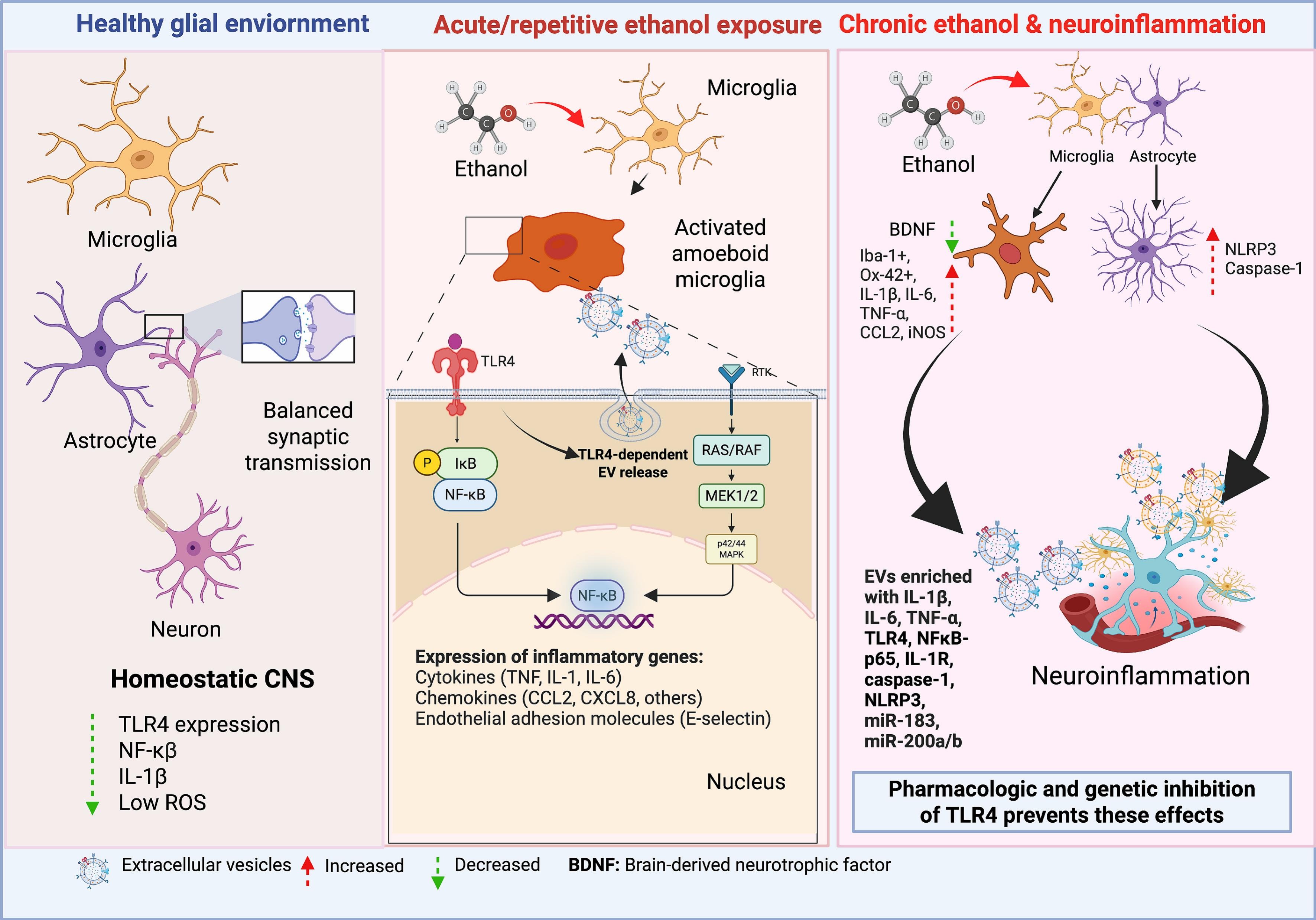 Figure 3, Brain, Behavior, and Immunity 2025