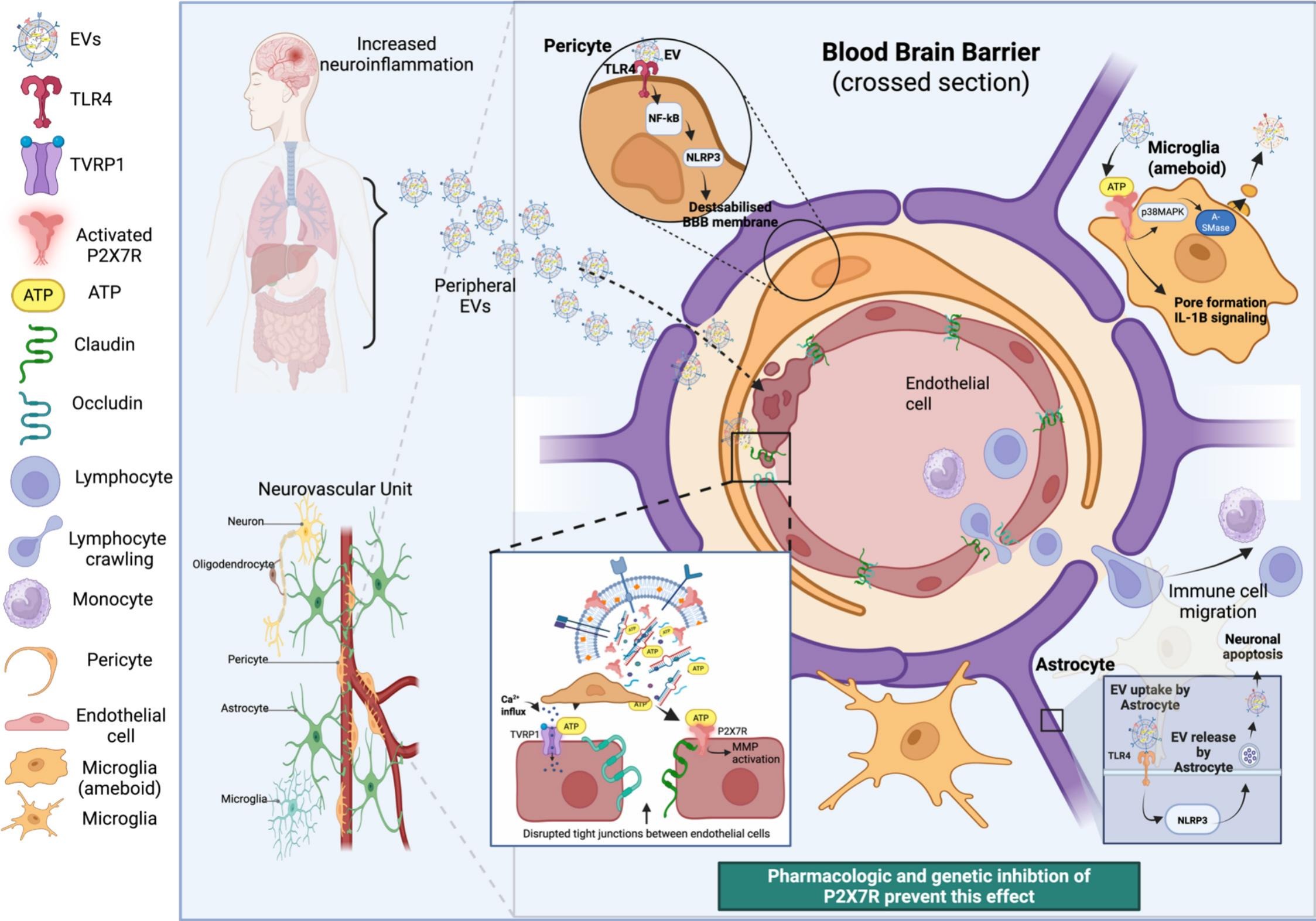 Peripheral extracellular vesicles acting on the neurovascular unit. P2X7R inhibition prevents the effect.
